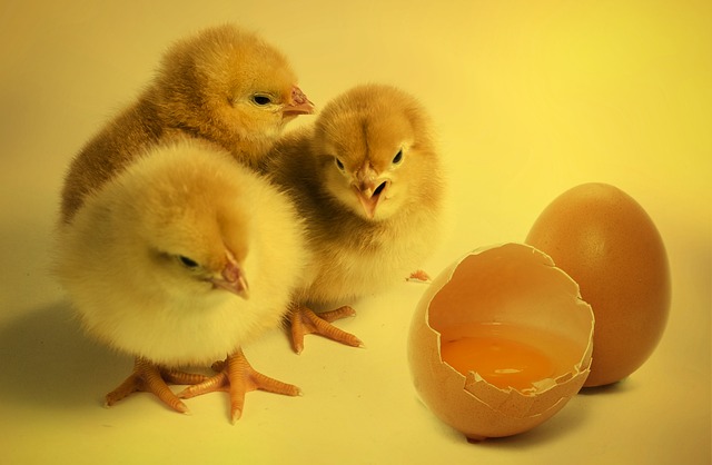 kuřata a vejce